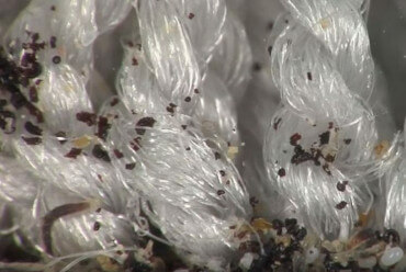 De-Infestation Treatment Nottingham