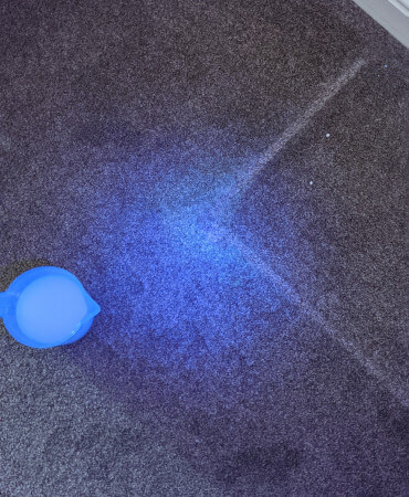 Pet Stain Removal Nottingham